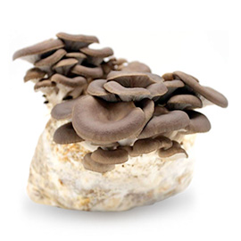 Compost (funghi)